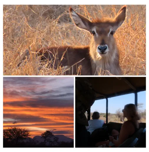 Sunset Lodge and Safaris Open Vehicle Safari