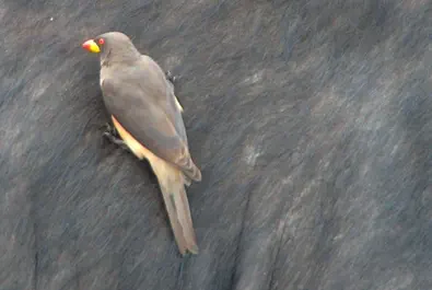 Yellow-Billed Oxpecker at Sunset Game Lodge Hoedspruit