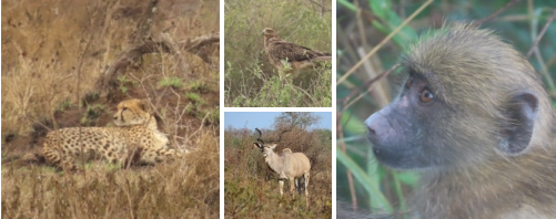 Kruger Park Safaris with Sunset Lodge and Safaris near Orpen Gate