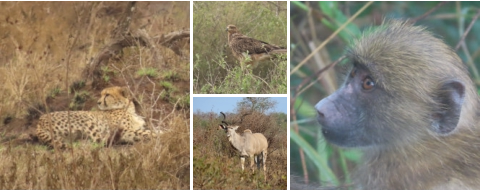 Kruger Park Safaris with Sunset Lodge and Safaris near Orpen Gate