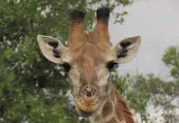 Book your Big 5 Game drive with Sunset Game Lodge