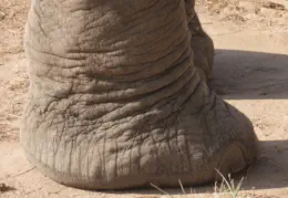 Elephant Interaction with Sunset Lodge & Safaris near Hoedspruit