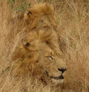 Full Day Kruger Park Safari with Sunset Game Lodge