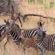 Kruger Safaris from Sunset Lodge and Safaris near Orpen Gate