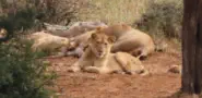 Kruger Safaris from Sunset Lodge and Safaris near Orpen Gate