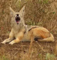 Kruger Safaris from Sunset Lodge and Safaris near Orpen Gate